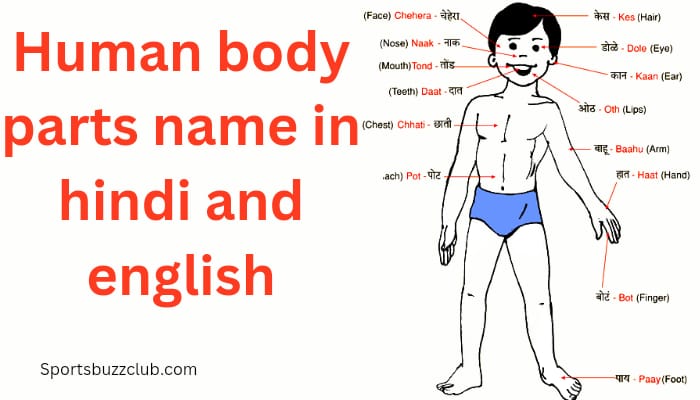 मानव शरीर के अंगों के नाम हिंदी और अंग्रेजी में – Human body parts name in Hindi and English